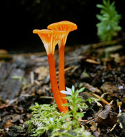 Hygrocybe cantharellus, two mature fruiting bodies.